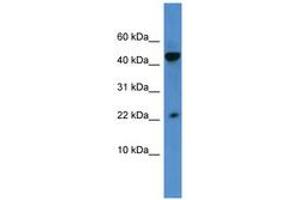 Image no. 1 for anti-Regenerating Islet-Derived 3 alpha (REG3A) (AA 43-92) antibody (ABIN6746325) (REG3A 抗体  (AA 43-92))