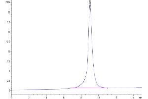 Size-exclusion chromatography-High Pressure Liquid Chromatography (SEC-HPLC) image for Killer Cell Immunoglobulin-Like Receptor, three Domains, Long Cytoplasmic Tail, 2 (KIR3DL2) (AA 22-338) protein (His tag) (ABIN7275101)