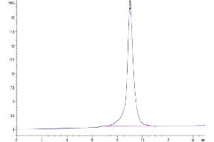 The purity of Rhesus macaque KIR3DL2 is greater than 95 % as determined by SEC-HPLC. (KIR3DL2 Protein (AA 22-338) (His tag))