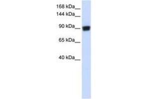 Image no. 1 for anti-DNA repair and recombination protein RAD54B (RAD54B) (AA 144-193) antibody (ABIN6742678) (RAD54B 抗体  (AA 144-193))