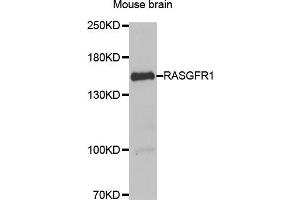 Western blot analysis of extracts of mouse brain, using RASGRF1 antibody (ABIN5974188) at 1/1000 dilution. (RASGRF1 抗体)