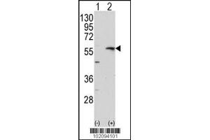 Western blot analysis of MMP13 using rabbit polyclonal MMP13 Antibody using 293 cell lysates (2 ug/lane) either nontransfected (Lane 1) or transiently transfected with the MMP13 gene (Lane 2).