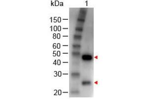 Image no. 1 for Rabbit anti-Goat IgG (Whole Molecule) antibody (HRP) (ABIN300296) (兔 anti-山羊 IgG (Whole Molecule) Antibody (HRP))