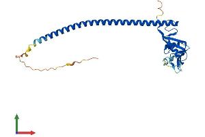 Protein Structure (PS) image for C-Type Lectin Domain Family 12, Member A (CLEC12A) (AA 1-265) protein (His tag) (ABIN7553331)
