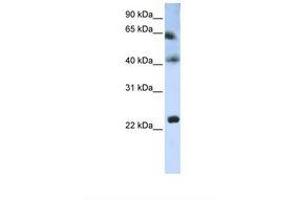 Image no. 1 for anti-Tetraspanin 3 (TSPAN3) (AA 110-159) antibody (ABIN6738259) (Tetraspanin 3 抗体  (AA 110-159))