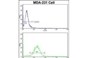 Flow cytometric analysis of MDA-231 cells using FABP3 Antibody (N-term)(bottom histogram) compared to a negative control cell (top histogram). (FABP3 抗体  (N-Term))