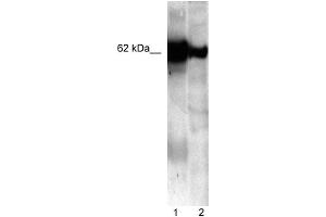 Rat Calnuc antibody used at 5 ug/ml to detect target protein.