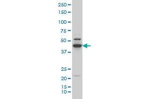 RUNX1 monoclonal antibody (M05), clone 4E7 Western Blot analysis of RUNX1 expression in Hela S3 NE (ABIN1339524). (RUNX1 抗体  (AA 210-310))