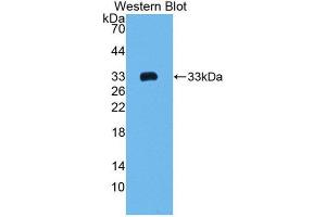 Western Blotting (WB) image for anti-Collagen, Type I, alpha 2 (COL1A2) (AA 1109-1372) antibody (ABIN1172560) (COL1A2 抗体  (AA 1109-1372))
