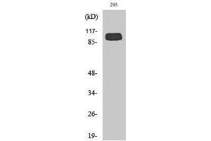 Western Blotting (WB) image for anti-Glutamate Receptor, Metabotropic 4 (GRM4) (C-Term) antibody (ABIN3176000) (Metabotropic Glutamate Receptor 4 抗体  (C-Term))