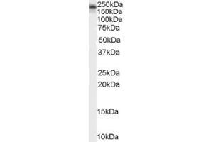 ABIN185110 (2µg/ml) staining of Mouse Brain lysate (35µg protein in RIPA buffer). (KALRN 抗体  (C-Term))