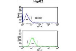 Flow cytometric analysis of HepG2 cells (bottom histogram) compared to a negative control cell (top histogram) using Fibulin-4  Antibody  (C-term), followed by FITC-conjugated goat-anti-rabbit secondary antibodies. (FBLN4 抗体  (C-Term))