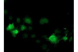 Anti-CDK2 mouse monoclonal antibody (ABIN2454606) immunofluorescent staining of COS7 cells transiently transfected by pCMV6-ENTRY CDK2 (RC200494). (CDK2 抗体)
