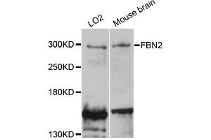 Western blot analysis of extracts of various cell lines, using FBN2 antibody (ABIN5996472) at 1:3000 dilution. (Fibrillin 2 抗体)