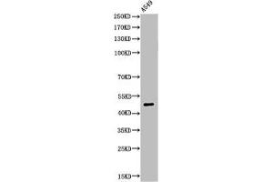 Western Blot analysis of A549 cells using Acetyl-EF-1 α1/2 (K41) Polyclonal Antibody (eEF1A1 抗体  (acLys41))
