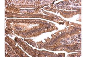 IHC-P Image ENSA antibody detects ENSA protein at membrane on mouse intestine by immunohistochemical analysis. (Ensa 抗体)