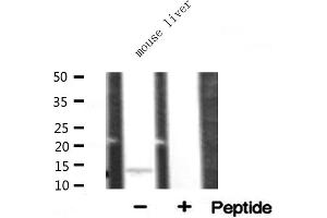 Western blot analysis of RPL34 expression in mouse liver lysate (RPL34 抗体)