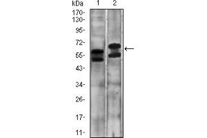 Fig. (CA9 抗体  (AA 37-186))