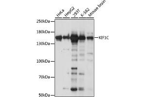 Western blot analysis of extracts of various cell lines, using KIF1C antibody (ABIN7268124) at 1:1000 dilution. (KIF1C 抗体  (AA 810-960))