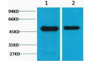 Western Blotting (WB) image for anti-Flotillin 1 (FLOT1) antibody (ABIN3178710) (Flotillin 1 抗体)