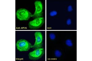 ABIN5893605-P1 Immunofluorescence analysis of paraformaldehyde fixed U2OS cells, permeabilised with 0. (AIF 抗体)