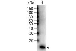 Western Blot of Rabbit anti-IL-2 Antibody Peroxidase Conjugated Lane 1: Human IL-2 Recombinant Protein Load: 50 ng per lane Secondary antibody: Peroxidase Conjugated IL-2 Antibody at 1:1000 for 60 min at RT Block: ABIN925618 for 30 min at RT Predicted/Observed size: 16 kDa, 16 kDa (IL-2 抗体  (HRP))
