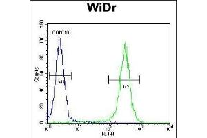 B4GALT5 Antibody (C-term) (ABIN651558 and ABIN2840299) flow cytometric analysis of WiDr cells (right histogram) compared to a negative control cell (left histogram). (B4GALT5 抗体  (C-Term))