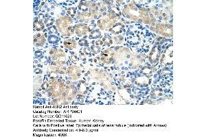 Human kidney (IER2 抗体  (N-Term))