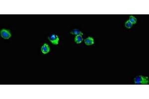 Immunofluorescent analysis of Hela cells using ABIN7151377 at dilution of 1:100 and Alexa Fluor 488-congugated AffiniPure Goat Anti-Rabbit IgG(H+L) (ENTPD7 抗体  (AA 51-350))