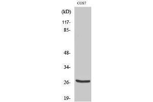 Western Blotting (WB) image for anti-Cathepsin Z (CTSZ) (cleaved), (Leu62) antibody (ABIN6287335) (Cathepsin Z 抗体  (cleaved, Leu62))