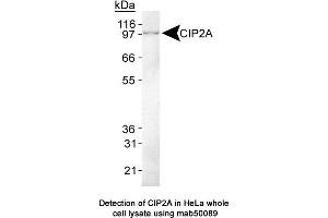 Image no. 1 for anti-KIAA1524 (KIAA1524) (C-Term) antibody (ABIN363243) (KIAA1524 抗体  (C-Term))