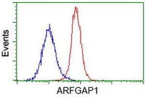 Flow cytometric Analysis of Hela cells, using anti-ARFGAP1 antibody (ABIN2454308), (Red), compared to a nonspecific negative control antibody, (Blue). (ARFGAP1 抗体)