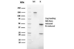 SDS-PAGE Analysis Purified CD235a Recombinant Rabbit Monoclonal Antibody (GYPA/3219R). (Recombinant CD235a/GYPA 抗体)