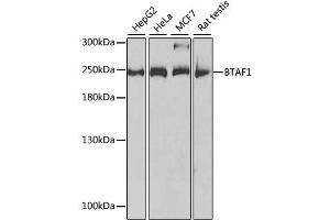 Western blot analysis of extracts of various cell lines, using BTAF1 antibody. (BTAF1 抗体  (AA 1600-1849))
