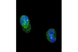 Confocal immunofluorescent analysis of HNF1A Antibody (Center) (ABIN652663 and ABIN2842444) with HepG2 cell followed by Alexa Fluor® 488-conjugated goat anti-rabbit lgG (green). (HNF1A 抗体  (AA 177-205))
