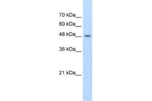 Western Blotting (WB) image for anti-Family with Sequence Similarity 174, Member B (FAM174B) antibody (ABIN2462628) (FAM174B 抗体)