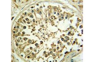 WNT1 antibody IHC analysis in formalin fixed and paraffin embedded human testis. (WNT1 抗体  (AA 260-288))
