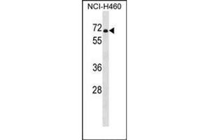 Western blot analysis of PDE1B Antibody (C-term) in NCI-H460 cell line lysates (35ug/lane). (PDE1B 抗体  (C-Term))