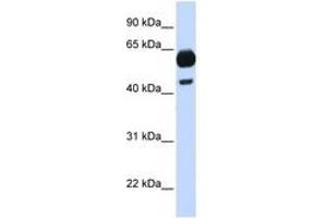 Image no. 1 for anti-Cell Division Cycle 25 Homolog A (S. Pombe) (CDC25A) (C-Term) antibody (ABIN6744354) (CDC25A 抗体  (C-Term))