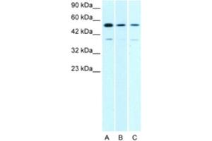 Western Blotting (WB) image for anti-H2.0-Like Homeobox (HLX) antibody (ABIN2463830) (HLX 抗体)