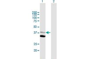 Western Blot analysis of MAP1D expression in transfected 293T cell line by MAP1D MaxPab polyclonal antibody. (MAP1D 抗体  (AA 1-335))