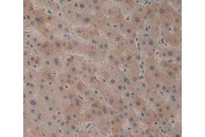 Immunohistochemistry (IHC) image for anti-Killer Cell Lectin-Like Receptor Subfamily B, Member 1 (KLRB1) (AA 73-188) antibody (ABIN7439978)
