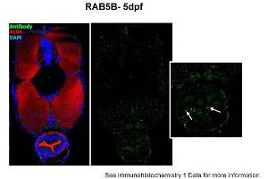 Sample type: zebra gut epithelial cellsGreen: primaryRed: actinBlue: DAPIPrimary dilution: 1:5000Secondary Dilution: 1:300Image Submitted by: Michel BagnatDuke University Medical Center . (RAB5B 抗体  (N-Term))
