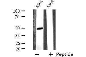 Western blot analysis of extracts from K562 cells using EFEMP2 antibody. (FBLN4 抗体  (Internal Region))