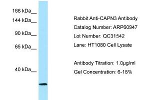 Western Blotting (WB) image for anti-Calpain 3 (CAPN3) (Middle Region) antibody (ABIN2788628) (Calpain 3 抗体  (Middle Region))