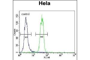 SUMO1 Antibody (N-term) (ABIN1882136 and ABIN2845486) flow cytometric analysis of Hela cells (right histogram) compared to a negative control cell (left histogram). (SUMO1 抗体  (N-Term))