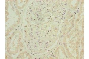 Immunohistochemistry of paraffin-embedded human kidney tissue using ABIN7144631 at dilution of 1:100 (ARPIN 抗体  (AA 1-226))