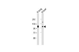 All lanes : Anti-AOC3 Antibody (Center) at 1:2000 dilution Lane 1: human lung lysate Lane 2: human liver lysate Lysates/proteins at 20 μg per lane. (AOC3 抗体  (AA 613-640))