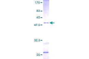 RAB30 Protein (AA 1-203) (GST tag)