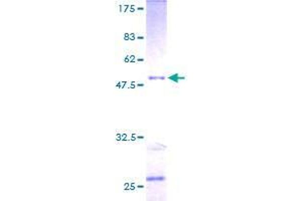 RAB30 Protein (AA 1-203) (GST tag)